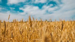 Фото 4. Урожай 2023. Купим пшеницу оптом