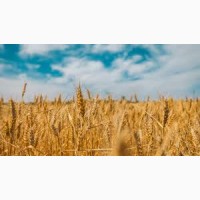Урожай 2023. Купим пшеницу оптом
