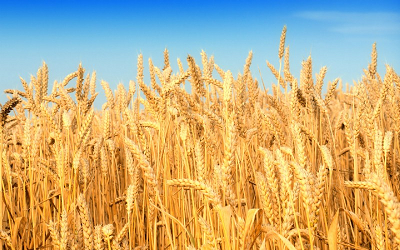 Фото 6. Урожай 2023. Купим пшеницу оптом