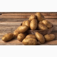 Продам картоплю у необмеженому обємі! Ціна 13 грн. кг. опт від 40т