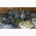 Продам кролі породи Серебристі (Полтавське срібло)