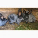 Продам кролі породи Серебристі (Полтавське срібло)
