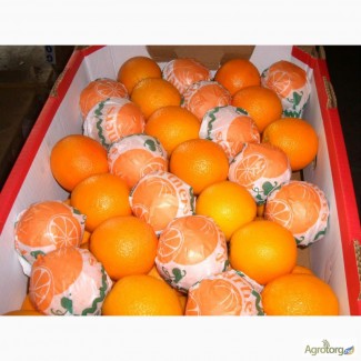Прямые поставки апельсинов с Египта