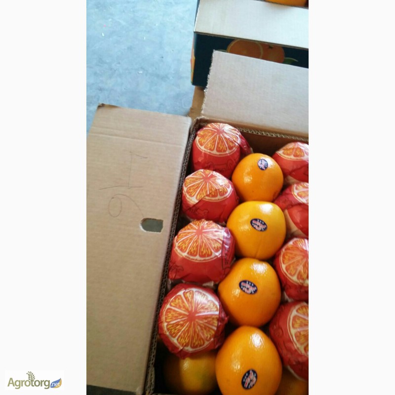 Фото 2. Прямые поставки апельсинов с Египта