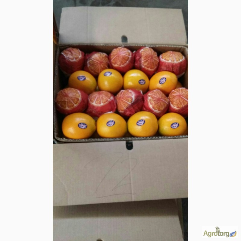 Фото 3. Прямые поставки апельсинов с Египта