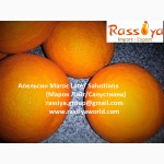Апельсины МАРОККО: Навель/ Вашингтон - СКИДКА / Марок Лэйт/ Салустиана - урожай 2016