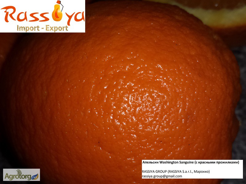 Фото 3. Апельсины МАРОККО: Навель/ Вашингтон - СКИДКА / Марок Лэйт/ Салустиана - урожай 2016