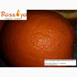 Апельсины МАРОККО: Навель/ Вашингтон - СКИДКА / Марок Лэйт/ Салустиана - урожай 2016