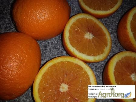 Фото 4. Апельсины МАРОККО: Навель/ Вашингтон - СКИДКА / Марок Лэйт/ Салустиана - урожай 2016