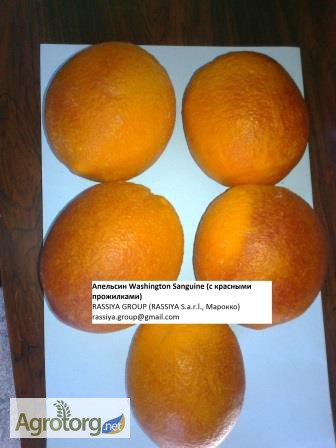 Фото 5. Апельсины МАРОККО: Навель/ Вашингтон - СКИДКА / Марок Лэйт/ Салустиана - урожай 2016