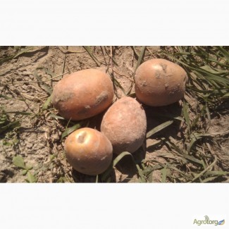 Картошка Беларосса с песка 5т -продаем своя частное малое хозяйство