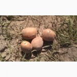 Картошка Беларосса с песка 5т -продаем своя частное малое хозяйство