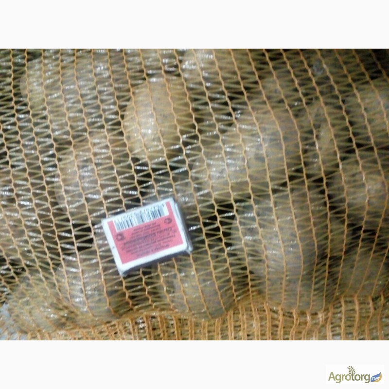 Фото 10. Продам качественный картофель оптом - на экспорт