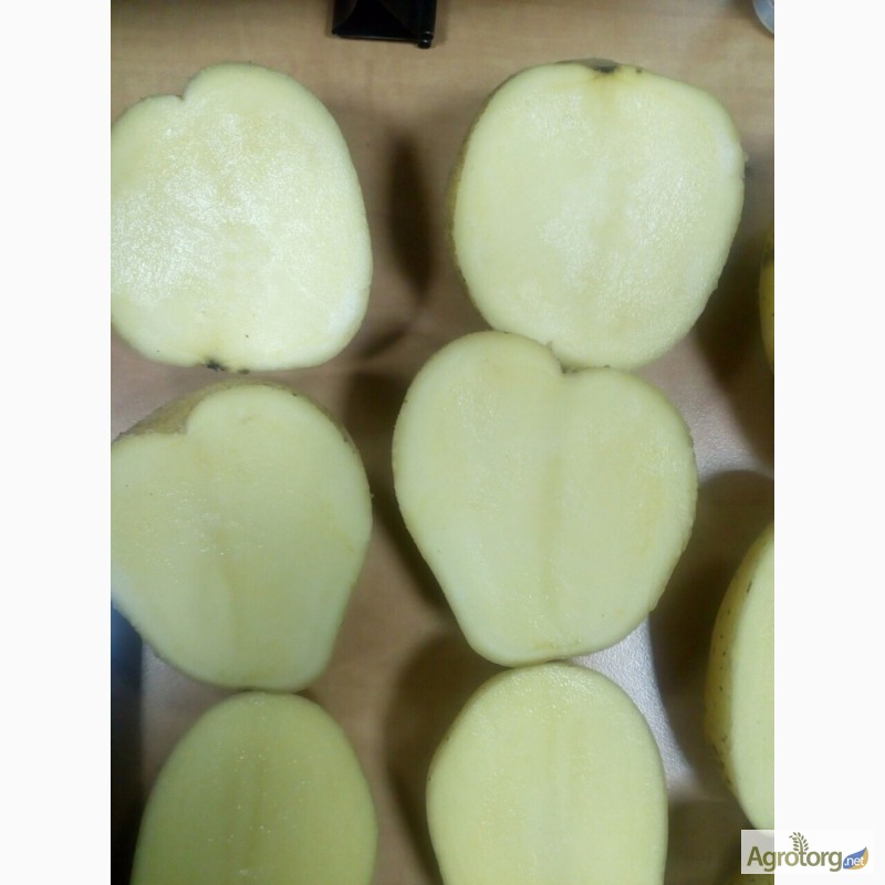 Фото 2. Продам качественный картофель оптом - на экспорт