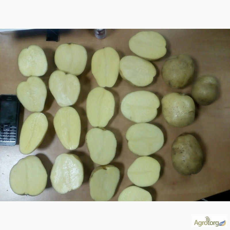 Фото 3. Продам качественный картофель оптом - на экспорт