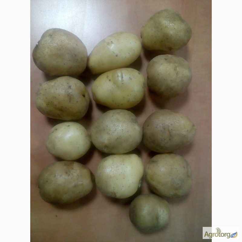 Фото 4. Продам качественный картофель оптом - на экспорт