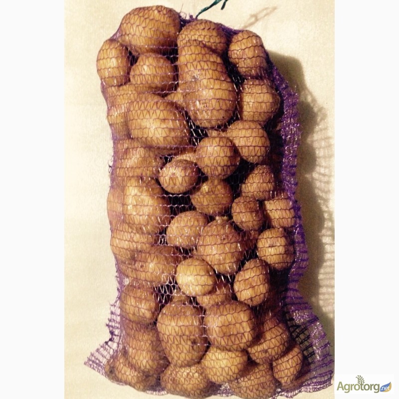 Фото 7. Продам качественный картофель оптом - на экспорт