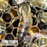 Бджоломатки Карника Carnica