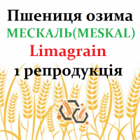 Пшениця озима Мескаль (Meskal Limagrain) 1 репродукція