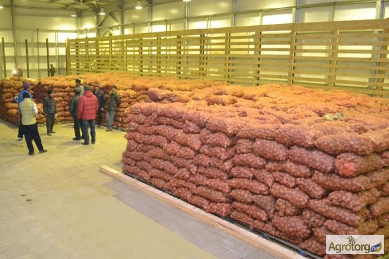 Фото 2. Оптовая продажа картофеля от ТОВ Компании УкрТор