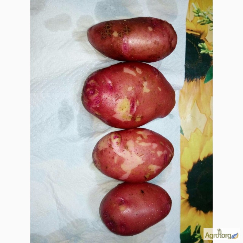 Фото 10. Оптовая продажа картофеля от ТОВ Компании УкрТор