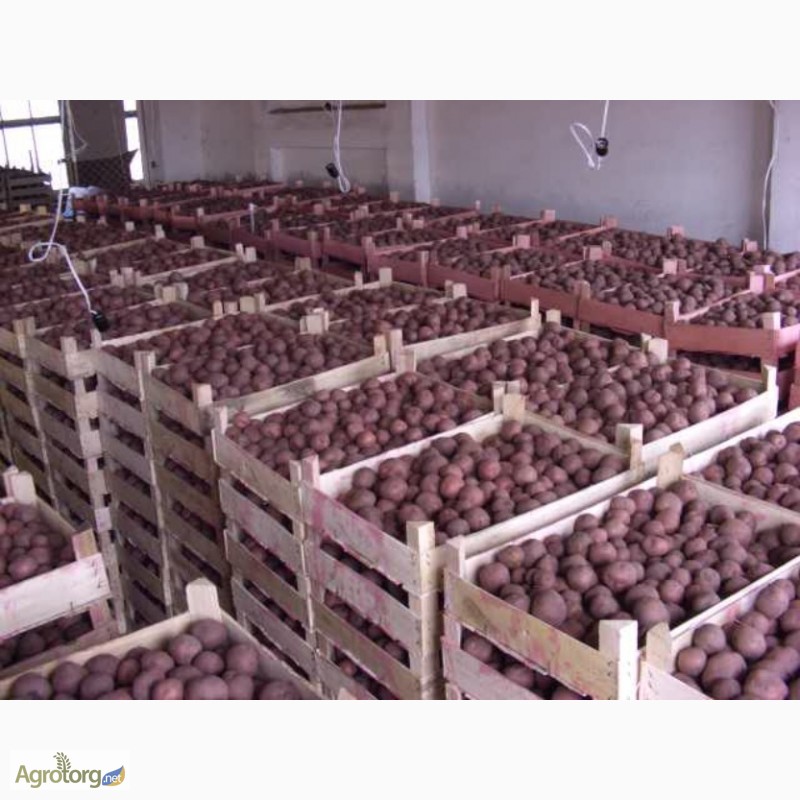 Фото 3. Оптовая продажа картофеля от ТОВ Компании УкрТор