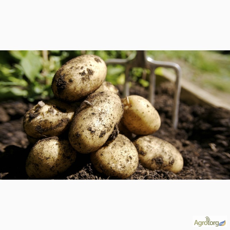 Фото 6. Оптовая продажа картофеля от ТОВ Компании УкрТор