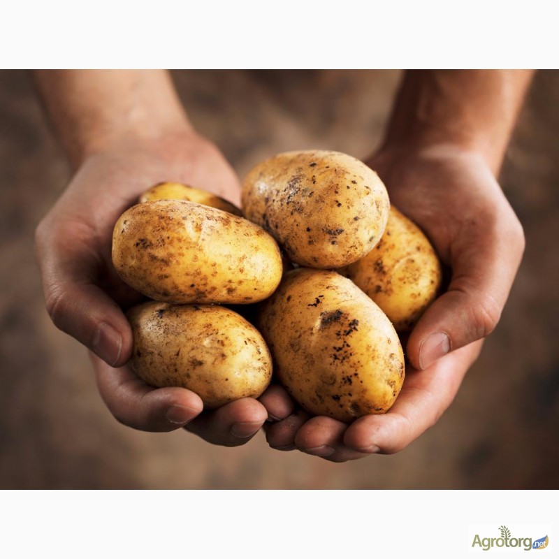 Фото 7. Оптовая продажа картофеля от ТОВ Компании УкрТор