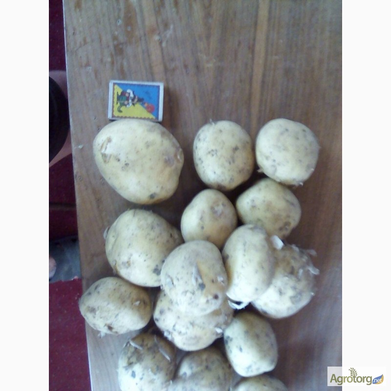 Фото 8. Оптовая продажа картофеля от ТОВ Компании УкрТор