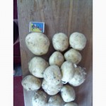 Оптовая продажа картофеля от ТОВ Компании УкрТор