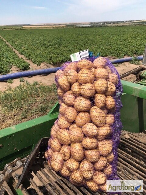 Фото 9. Оптовая продажа картофеля от ТОВ Компании УкрТор