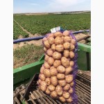 Оптовая продажа картофеля от ТОВ Компании УкрТор