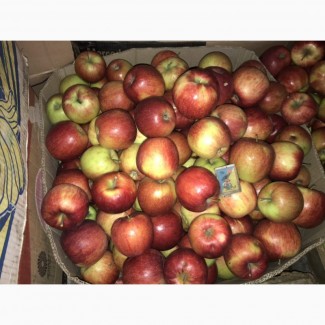 Продам домашні Яблука
