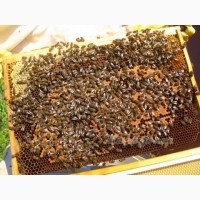 Продам пчелосемьи, ульи, отводки, рамки с пчёлами
