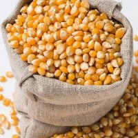 Продам насіння кукурудзи Пивиха ФАО 190
