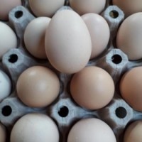 Продам инкубационное яйцо: Джерсийский гигант и Орпингтоны =20гривен 1 шт. г. Днепр