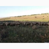 Продам овець (баранів)