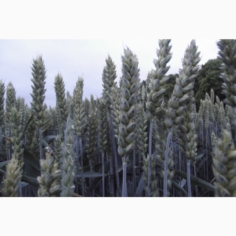 Фото 2. Канадская озимая пшеница КВС Джерси - 1реп. (280-300 дней)