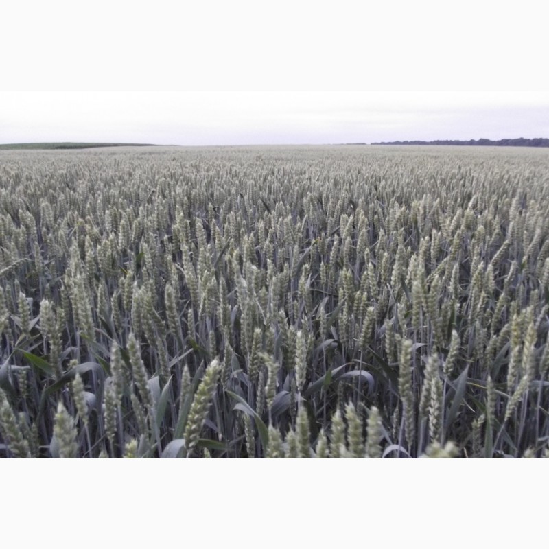 Фото 3. Канадская озимая пшеница КВС Джерси - 1реп. (280-300 дней)
