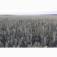 Канадская озимая пшеница КВС Джерси - 1реп. (280-300 дней)