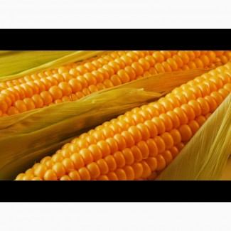 Купим кукурузу (фураж) по всей Украине
