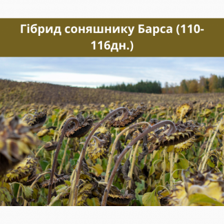 БАРСА - насіння соняшника гібрид 110-116дн