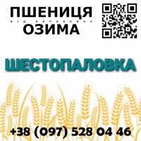 Семена пшеницы Шестопаловка (элита) от производителя в Харьковской области, Агротрейд