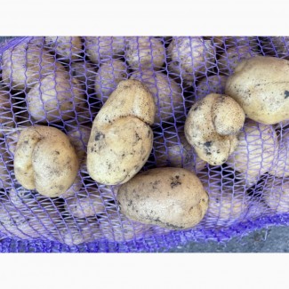 Продам картофель некондиция