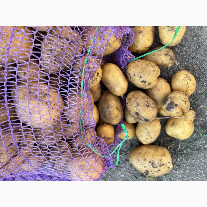 Фото 2. Продам картофель некондиция