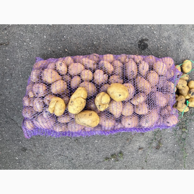 Фото 3. Продам картофель некондиция