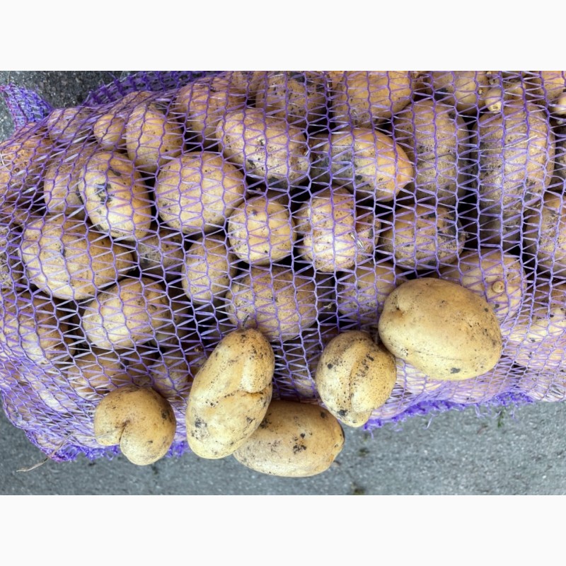 Фото 5. Продам картофель некондиция