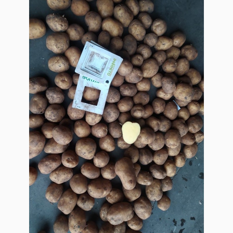 Фото 3. Продам картофель от производителя собственного производства