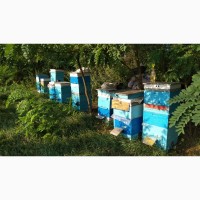 Продам пчелосемьи в ульях Дадан 6 шт, Кривой Рог
