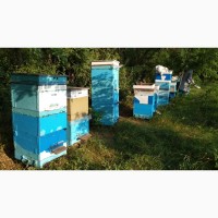 Продам пчелосемьи в ульях Дадан 6 шт, Кривой Рог